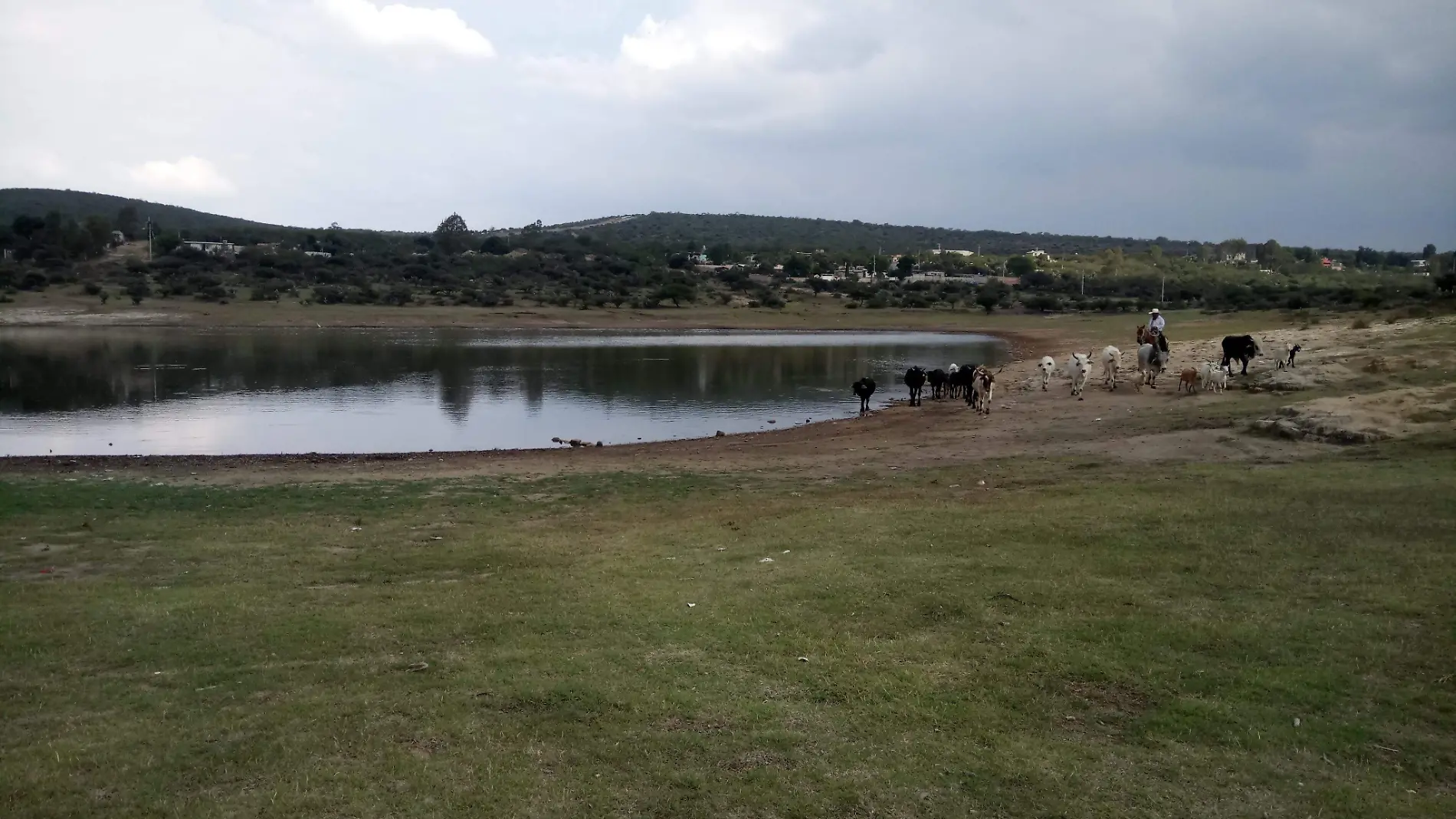 Alrededor de 15 cabezas de ganado murieron por falta de agua en bordos de abrevaderos.